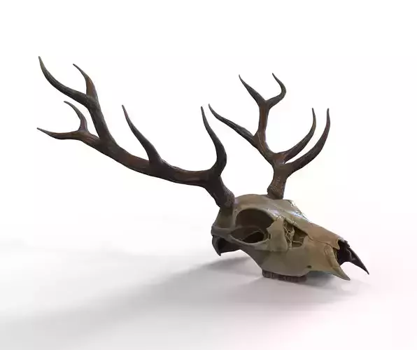 Deer skull with horns Low-poly 3D model