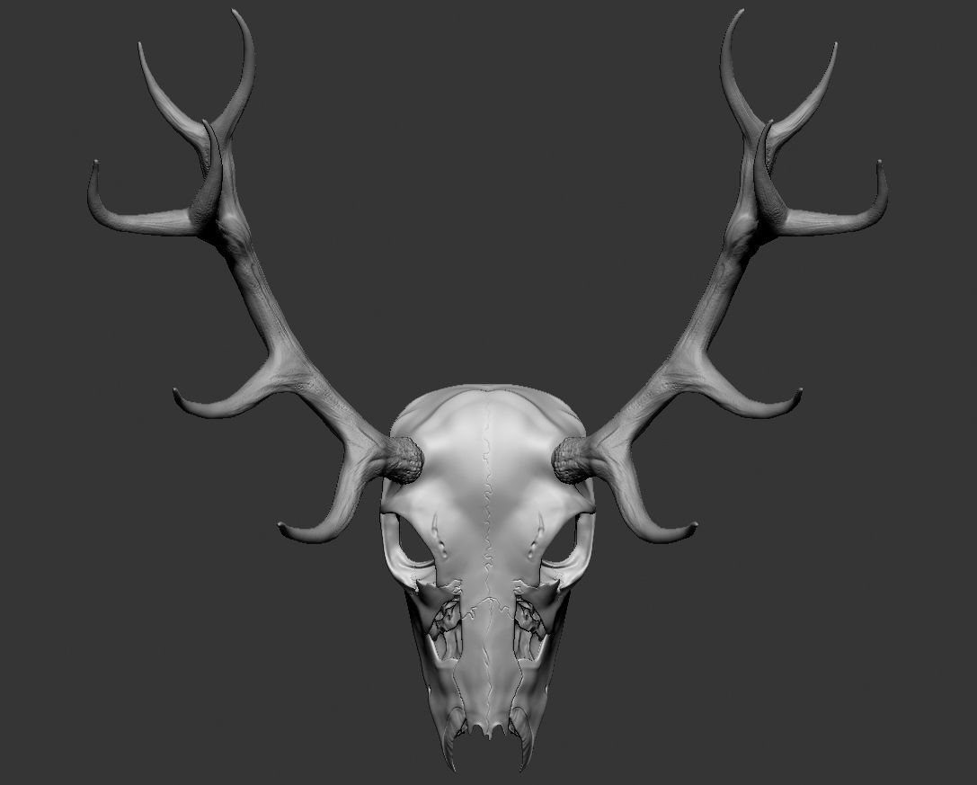 Deer skull with horns Low-poly 3D model_11
