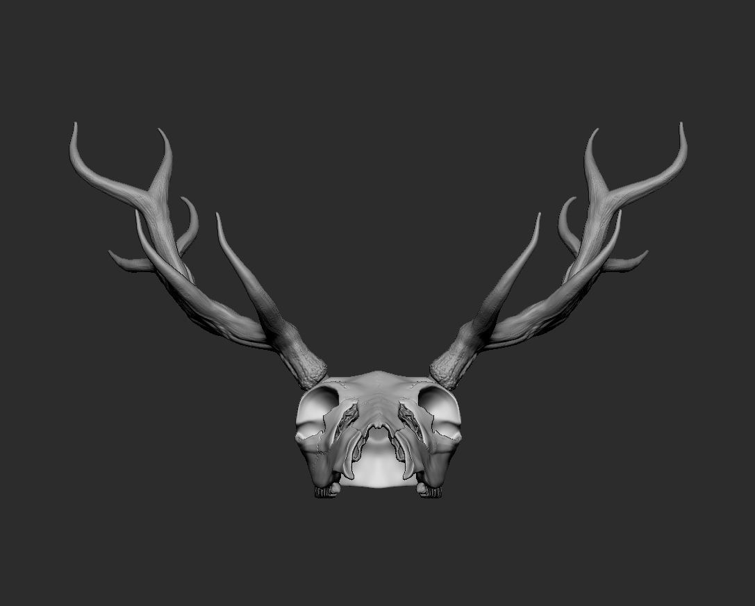 Deer skull with horns Low-poly 3D model_7