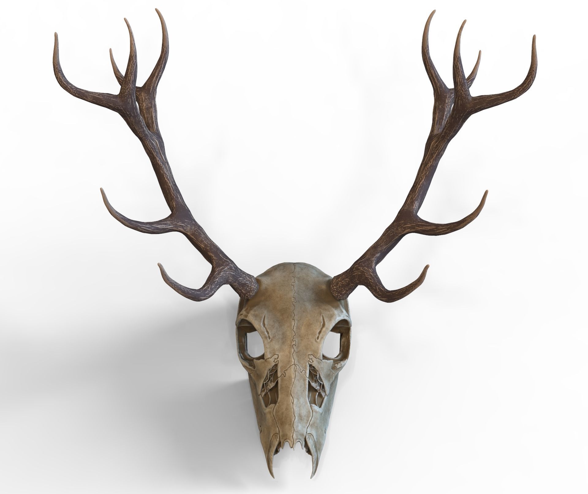 Deer skull with horns Low-poly 3D model_3