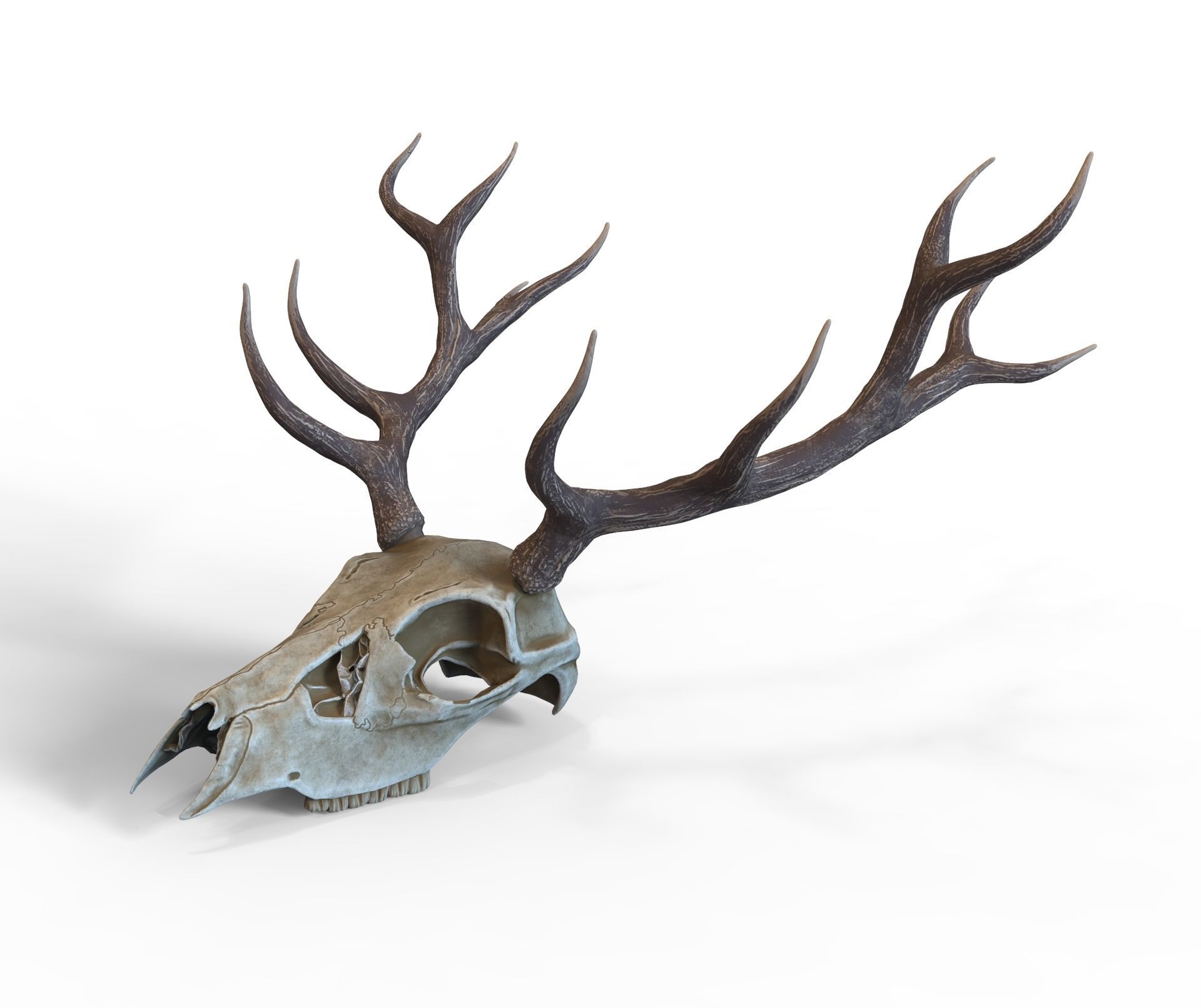 Deer skull with horns Low-poly 3D model_4