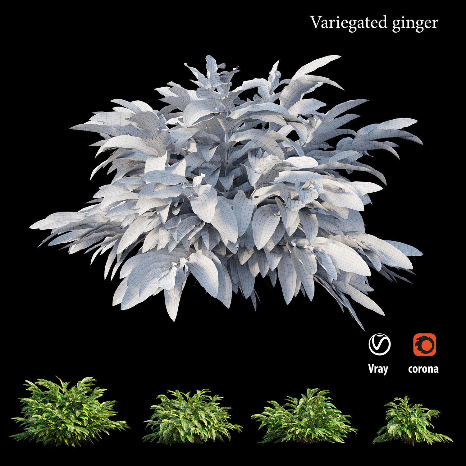 Variegated ginger 3D model_5