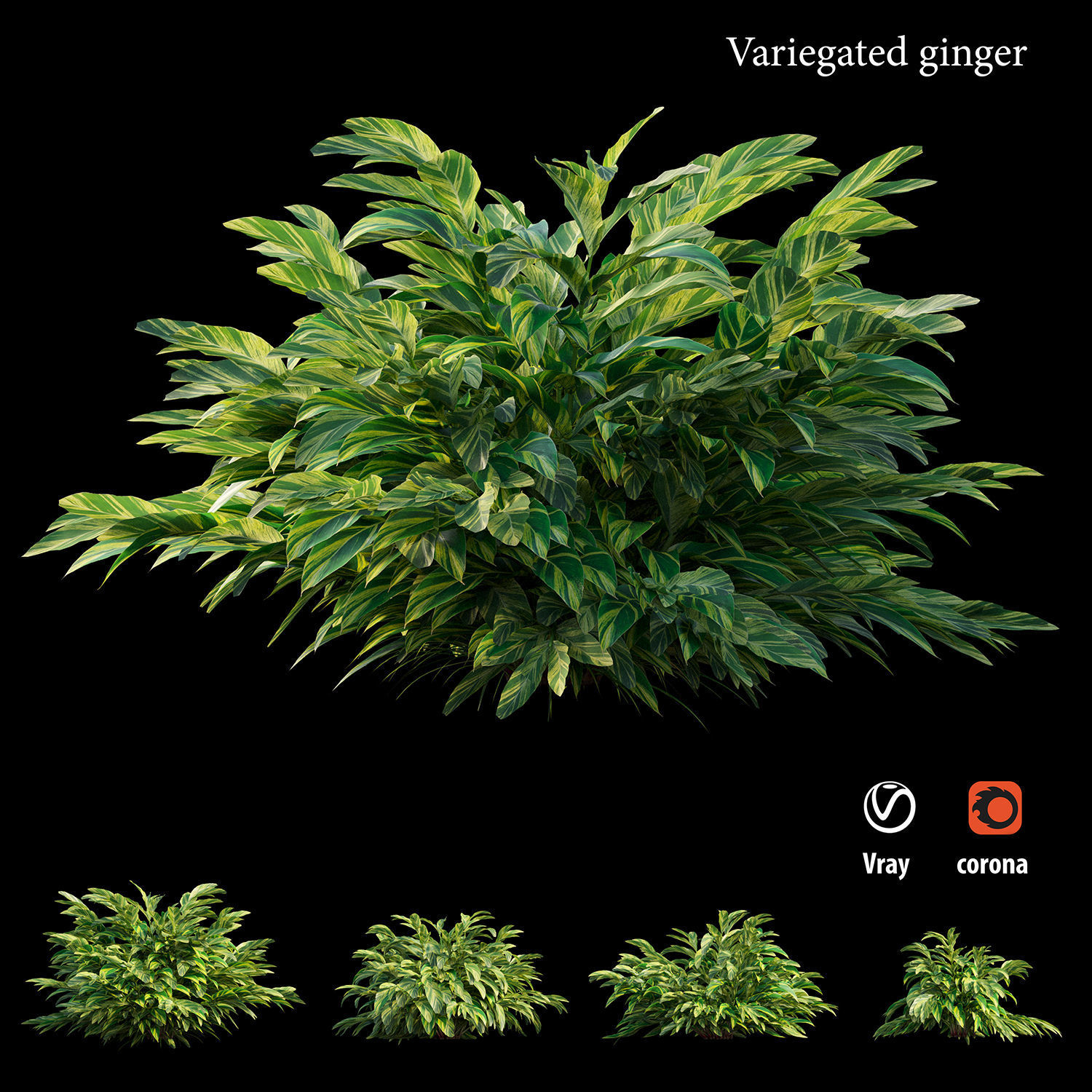 Variegated ginger 3D model_3