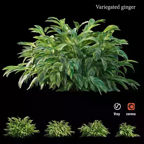 Variegated ginger 3D model