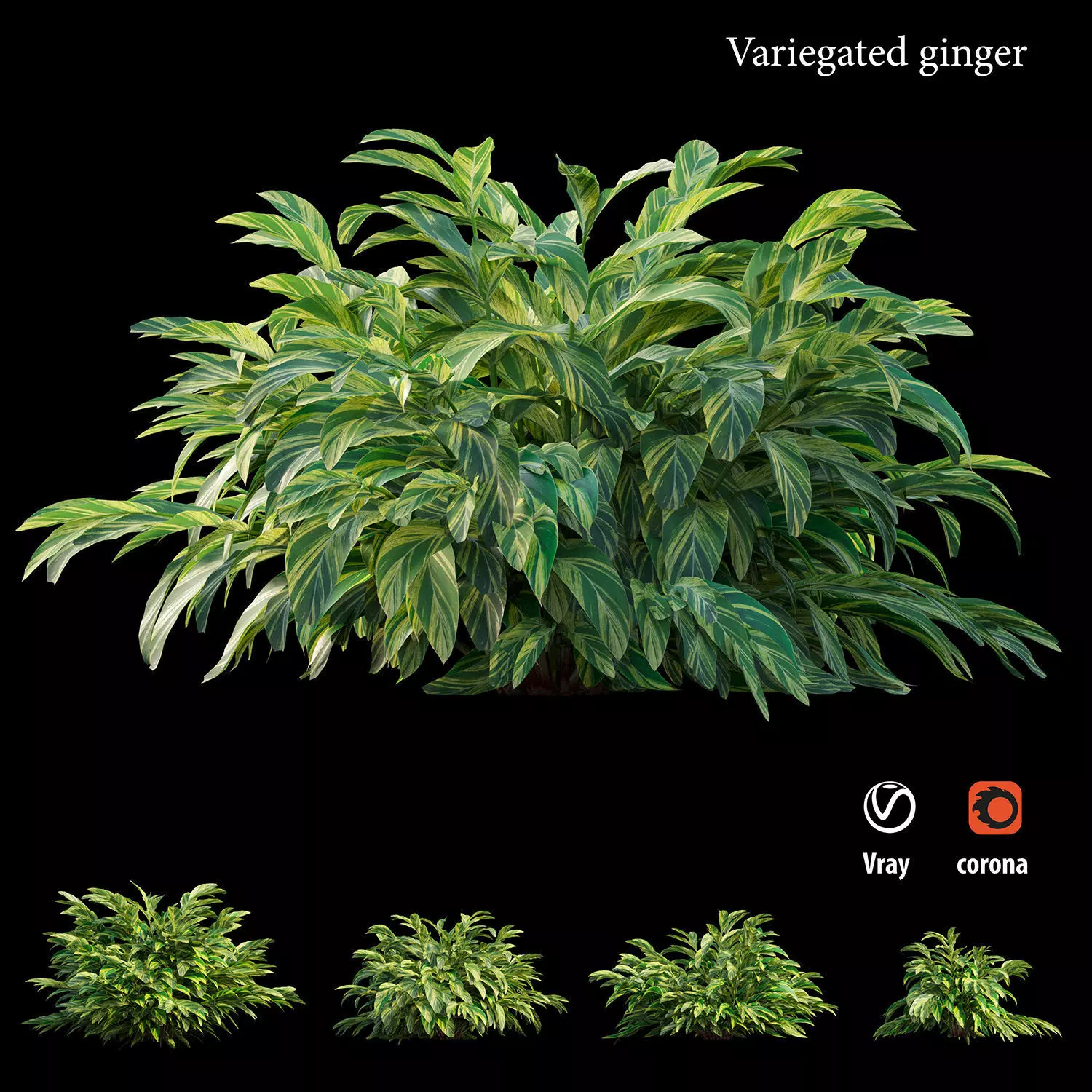 Variegated ginger 3D model_0