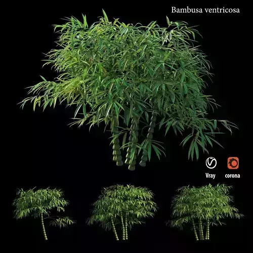 Bambusa ventricosa 3D model