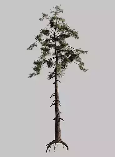 Pine 01 V-Ray Low-poly 3D model