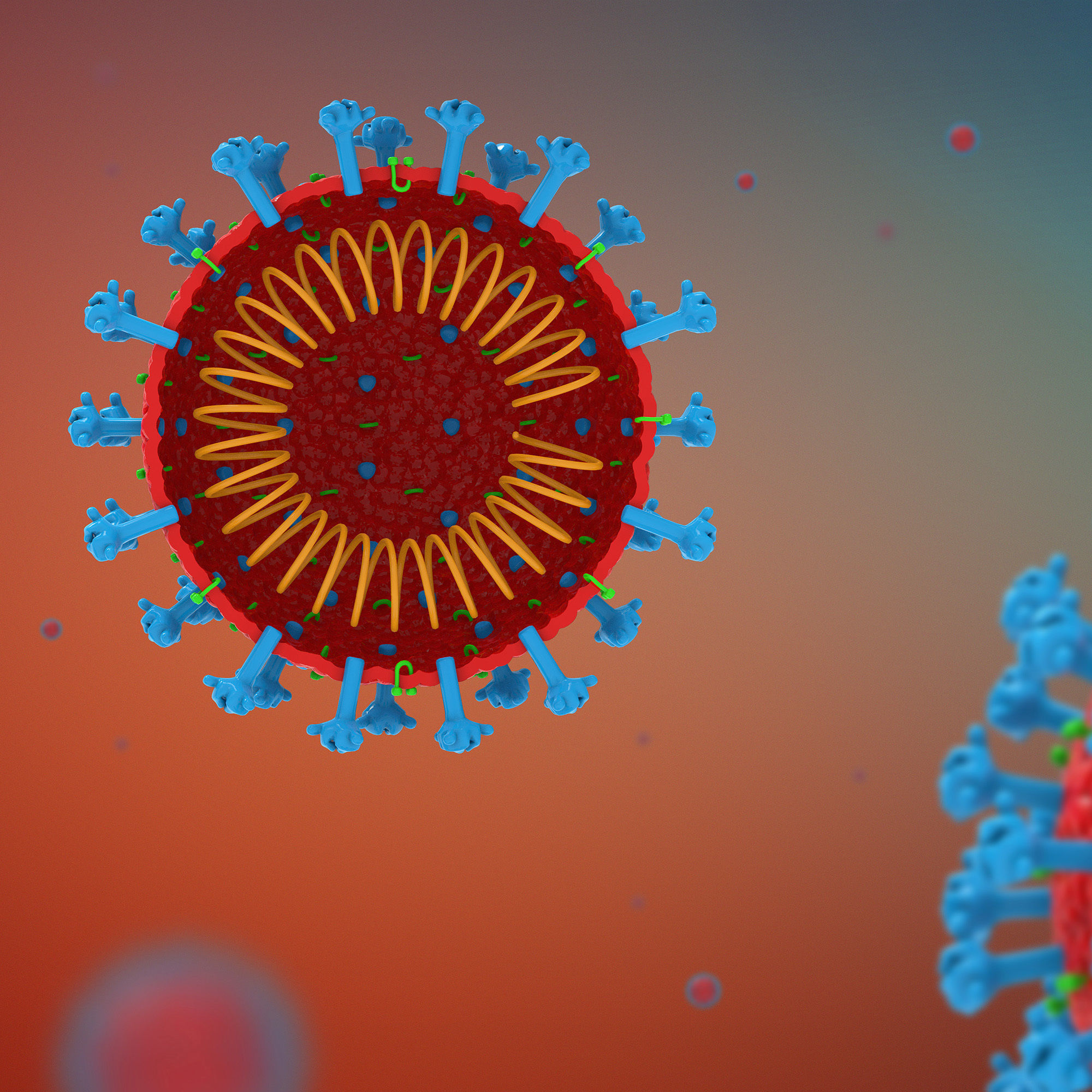 Corona Virus 3D model 3D model_2