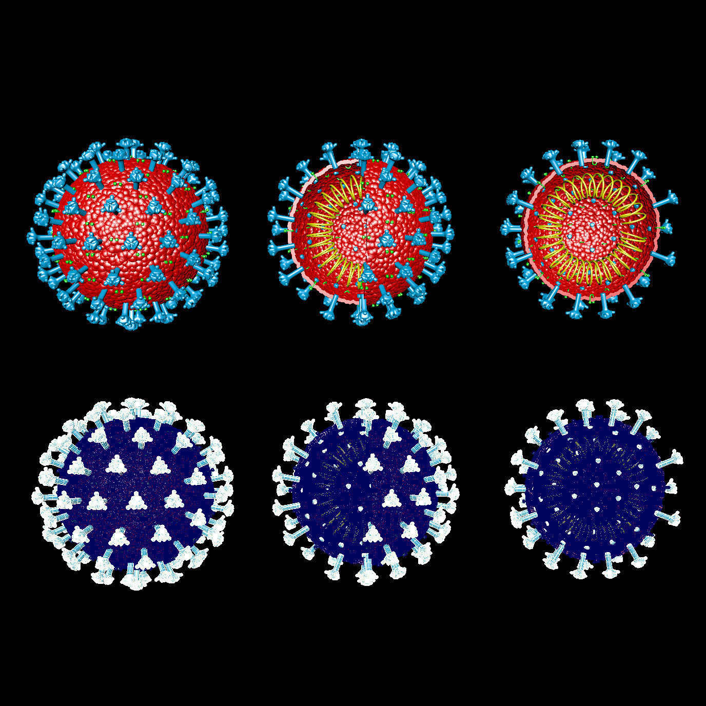 Corona Virus 3D model 3D model_4