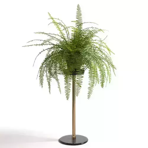 Fern plant on stand