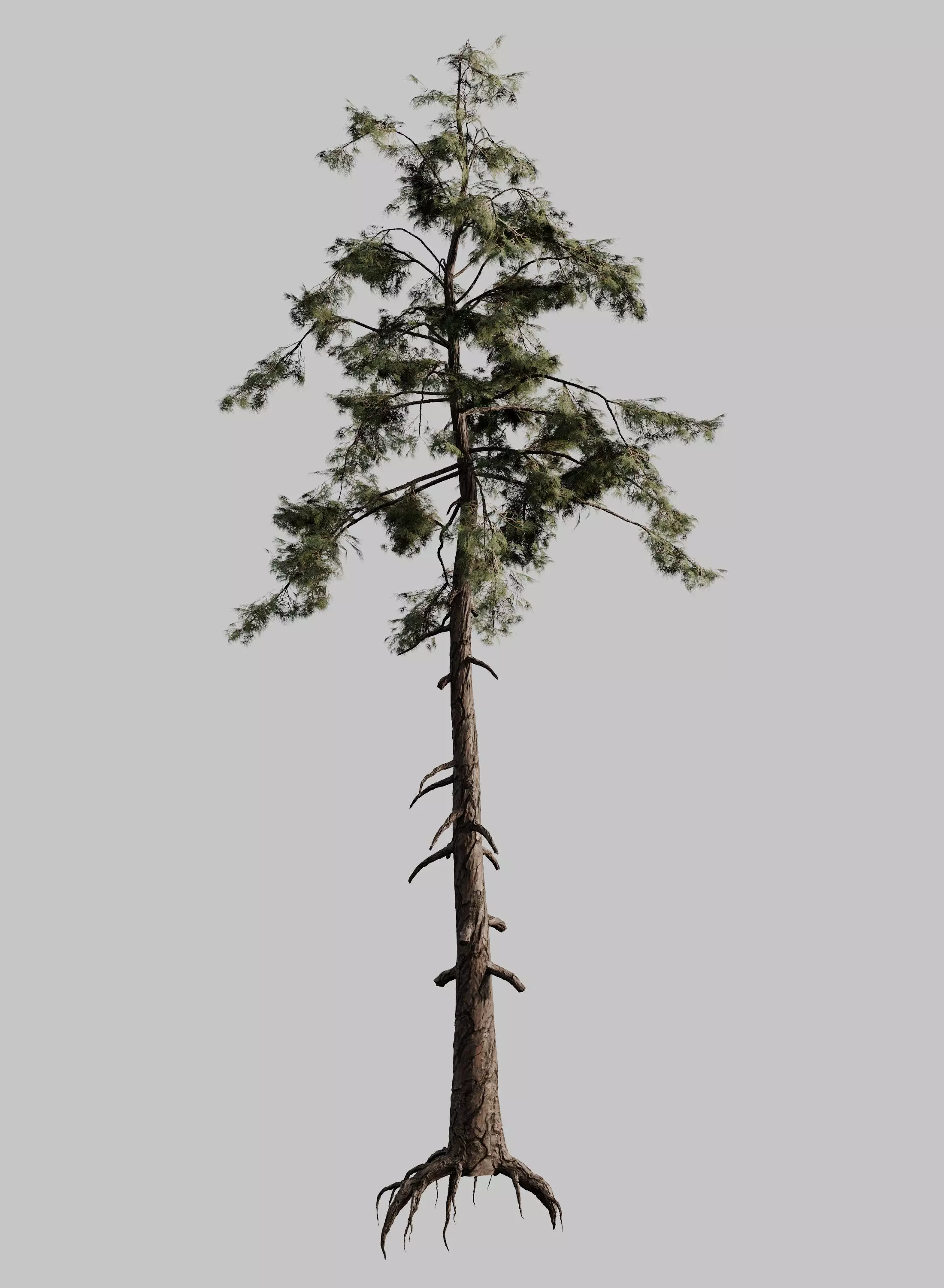 Pine 01 Corona 3D model_0