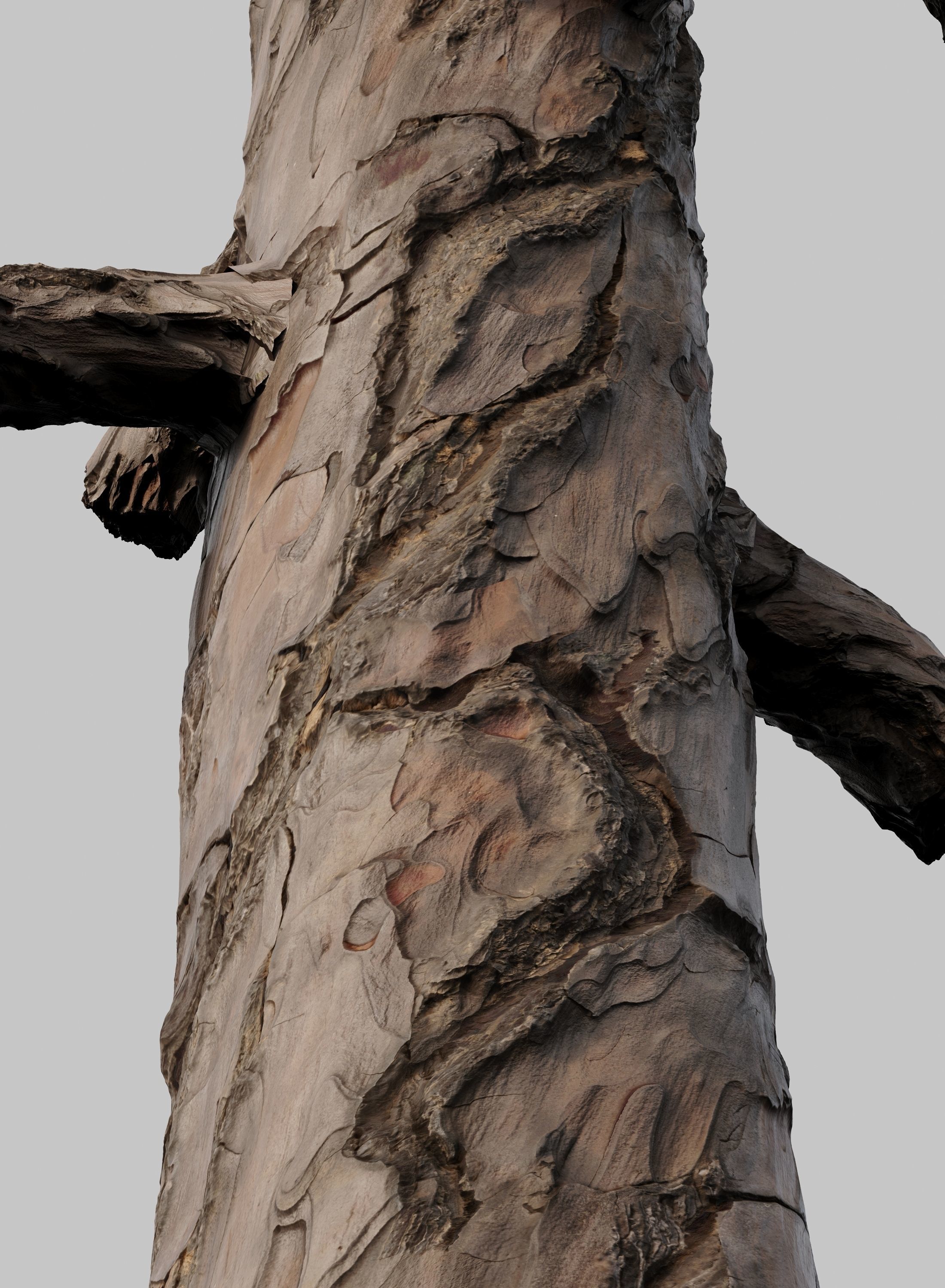 Pine 01 Corona 3D model_1