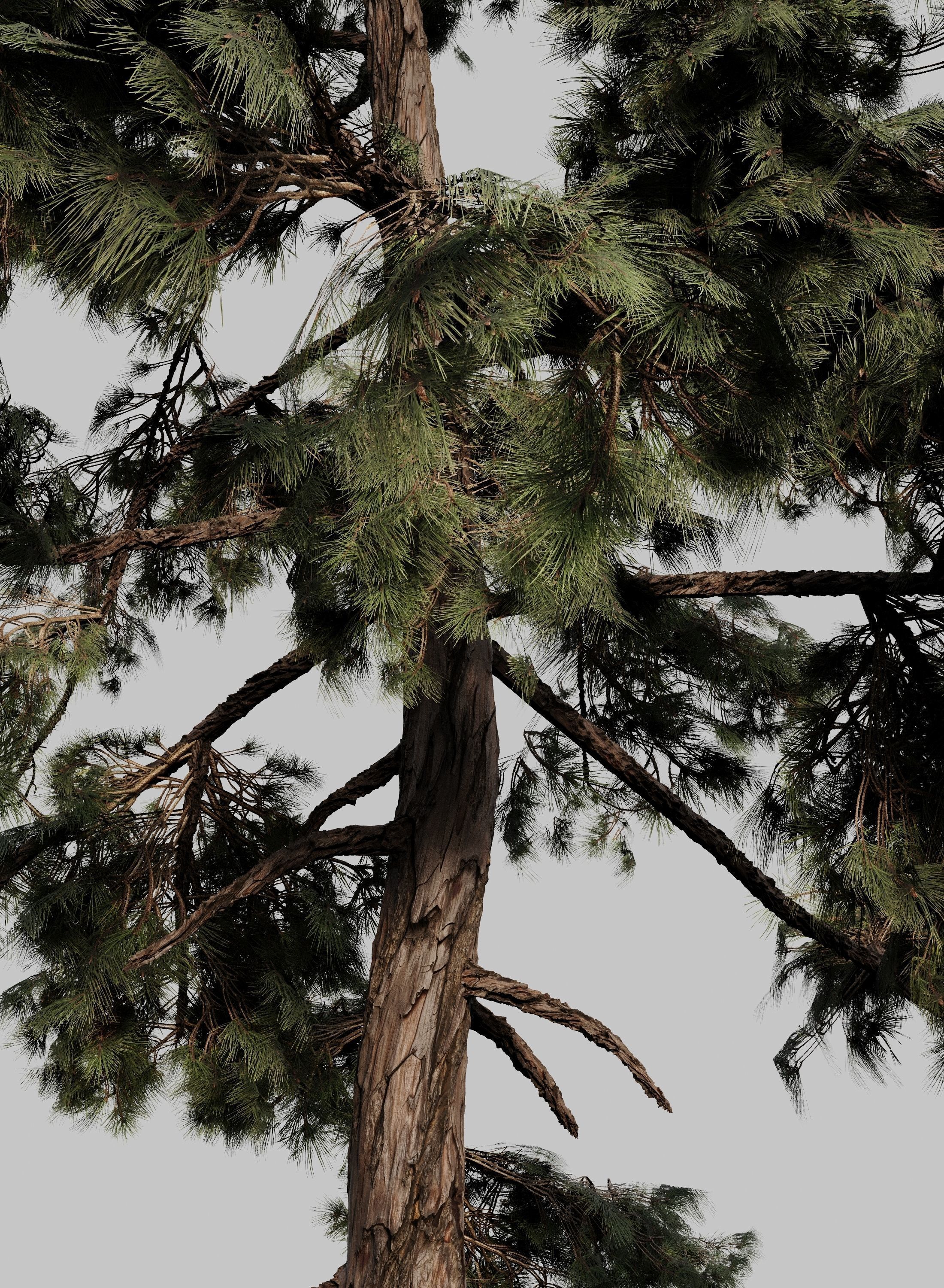 Pine 01 Corona 3D model_2