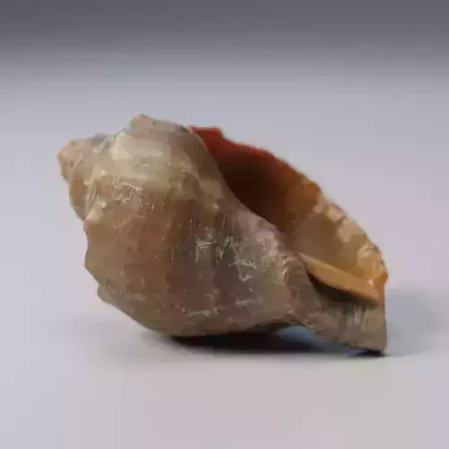 Shell conch Low-poly 3D model