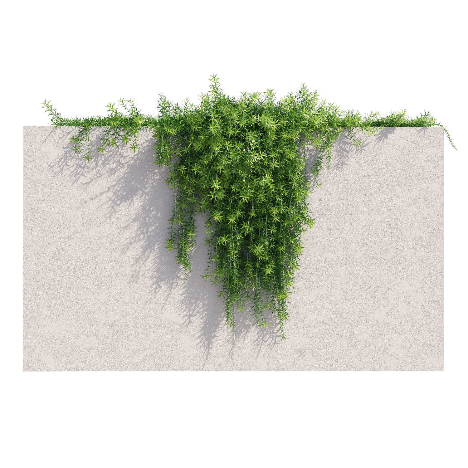 Rosemary plant growing on wall 3D model_1
