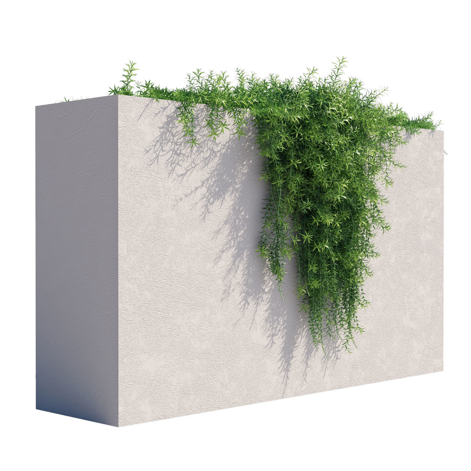 Rosemary plant growing on wall 3D model_2