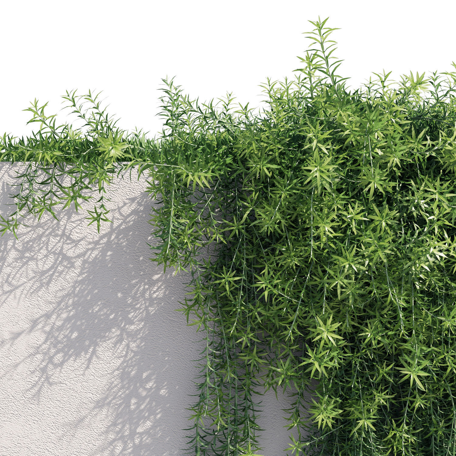 Rosemary plant growing on wall 3D model_3