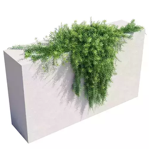 Rosemary plant growing on wall