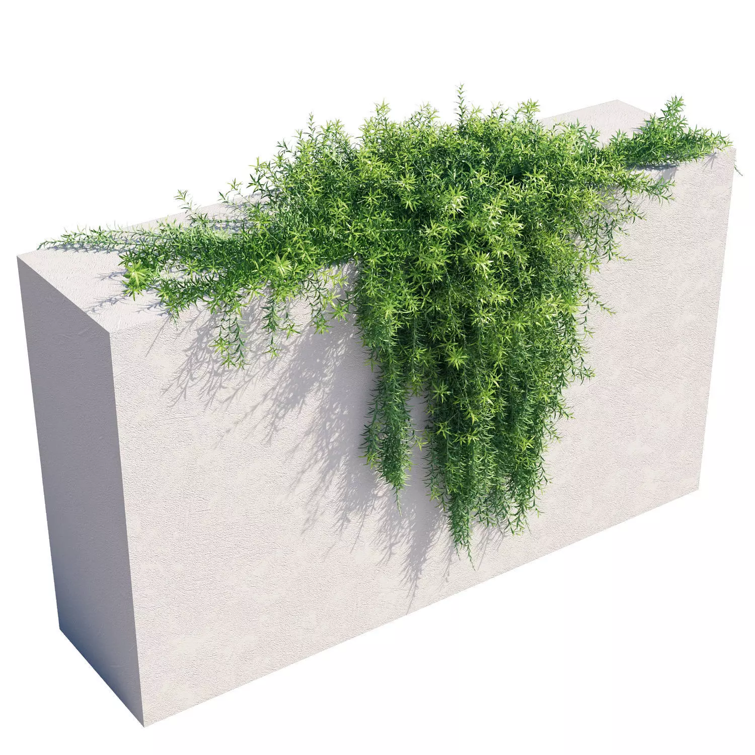 Rosemary plant growing on wall 3D model_0