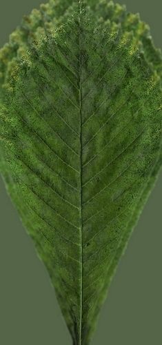 chestnut