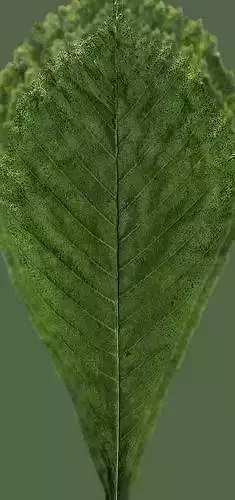 chestnut leaf Free low-poly 3D model