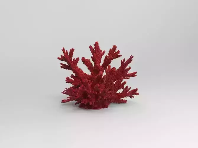 Red coral Free 3D print model
