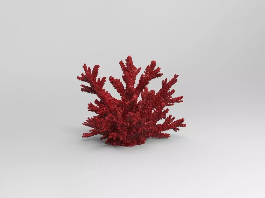 Red coral Free 3D print model_0
