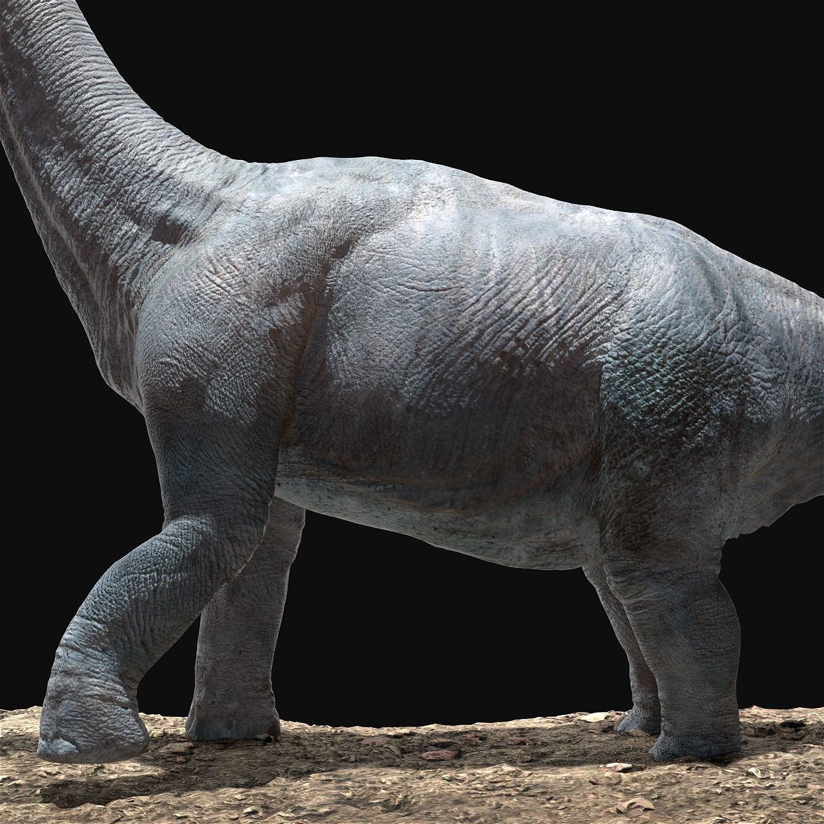 Brachiosaurus Rigged Low-poly 3D model_5