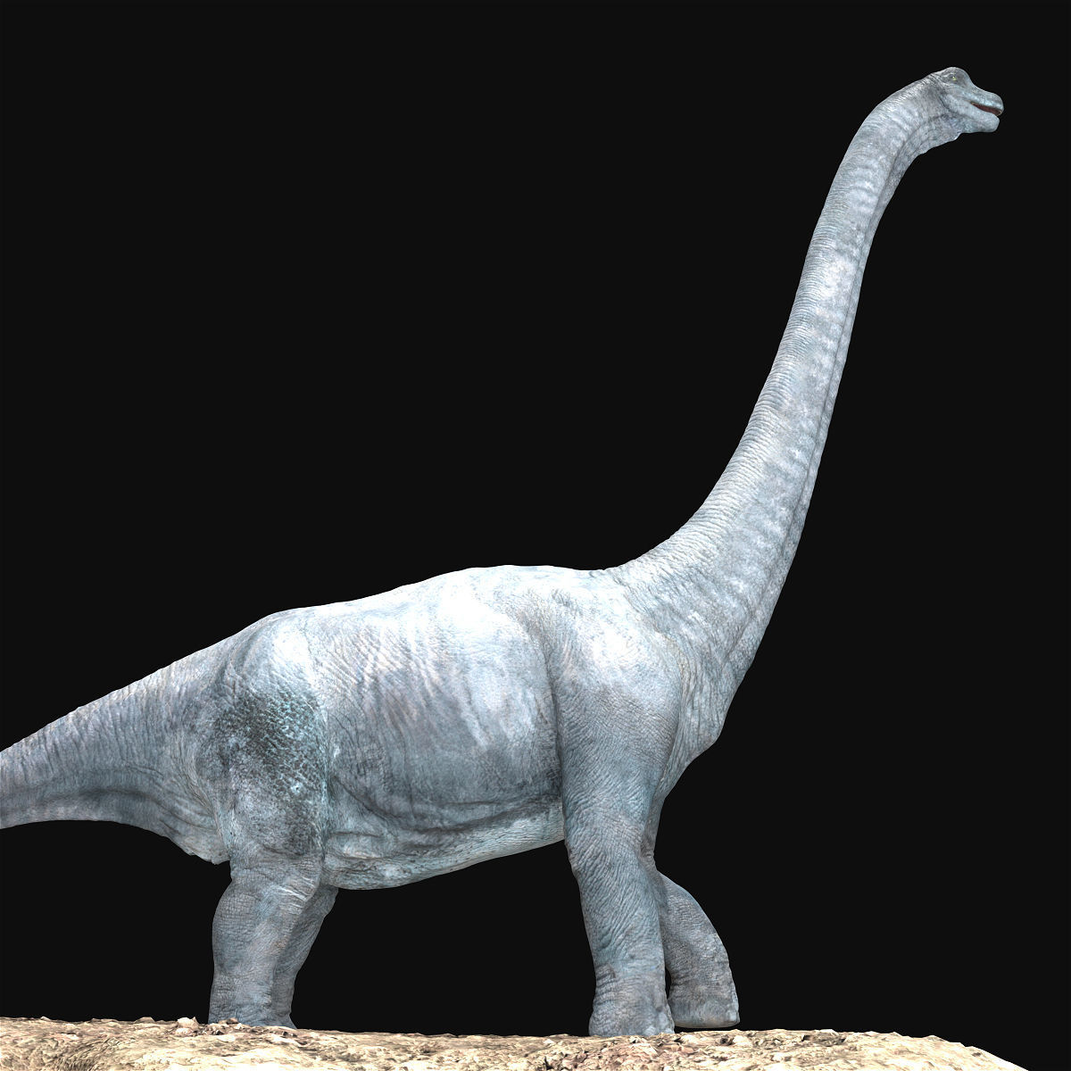 Brachiosaurus Rigged Low-poly 3D model_8