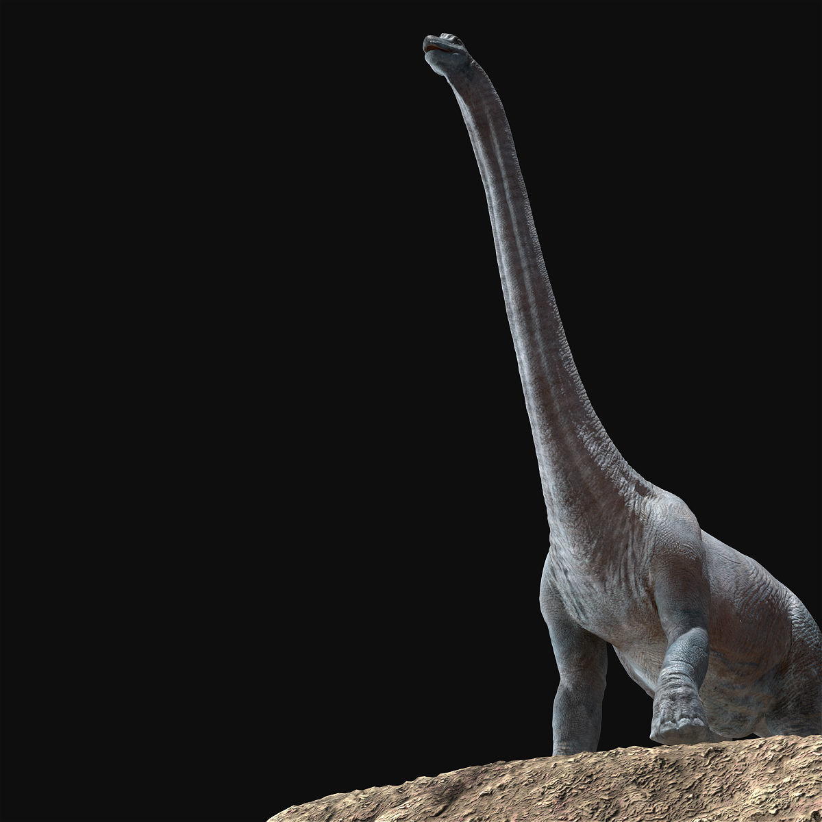 Brachiosaurus Rigged Low-poly 3D model_10