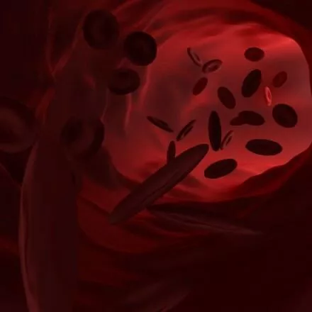 Blood vessel Free 3D model