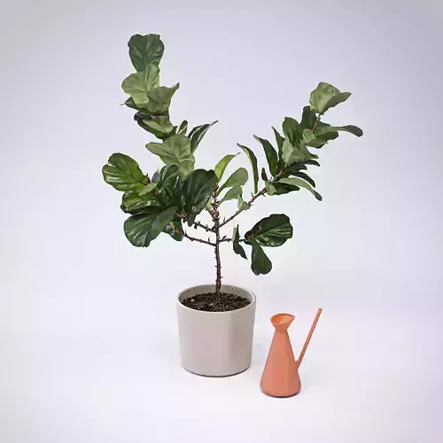 Photorealistic Ficus Lyrata pot 150cm