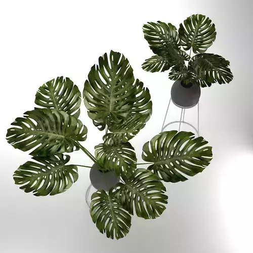 monstera plants