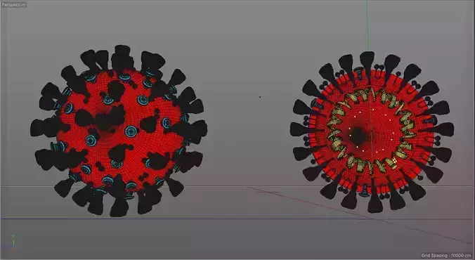 COVID-19 two coronaviruses