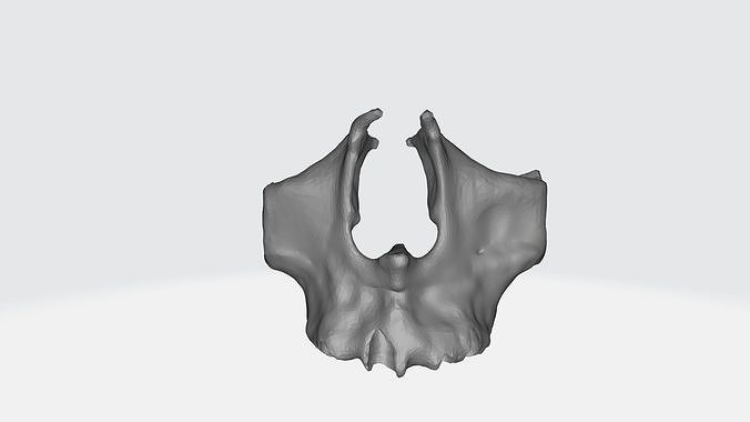 Zygomatic Bone 3D print model