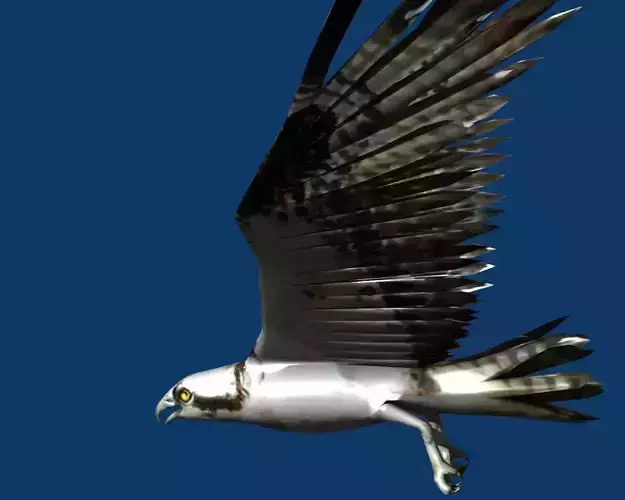 eagle osprey