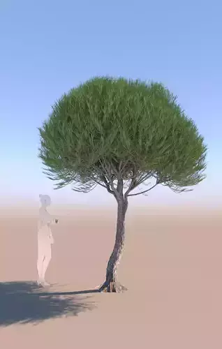 Pinus pinea stone pine young C 3D model