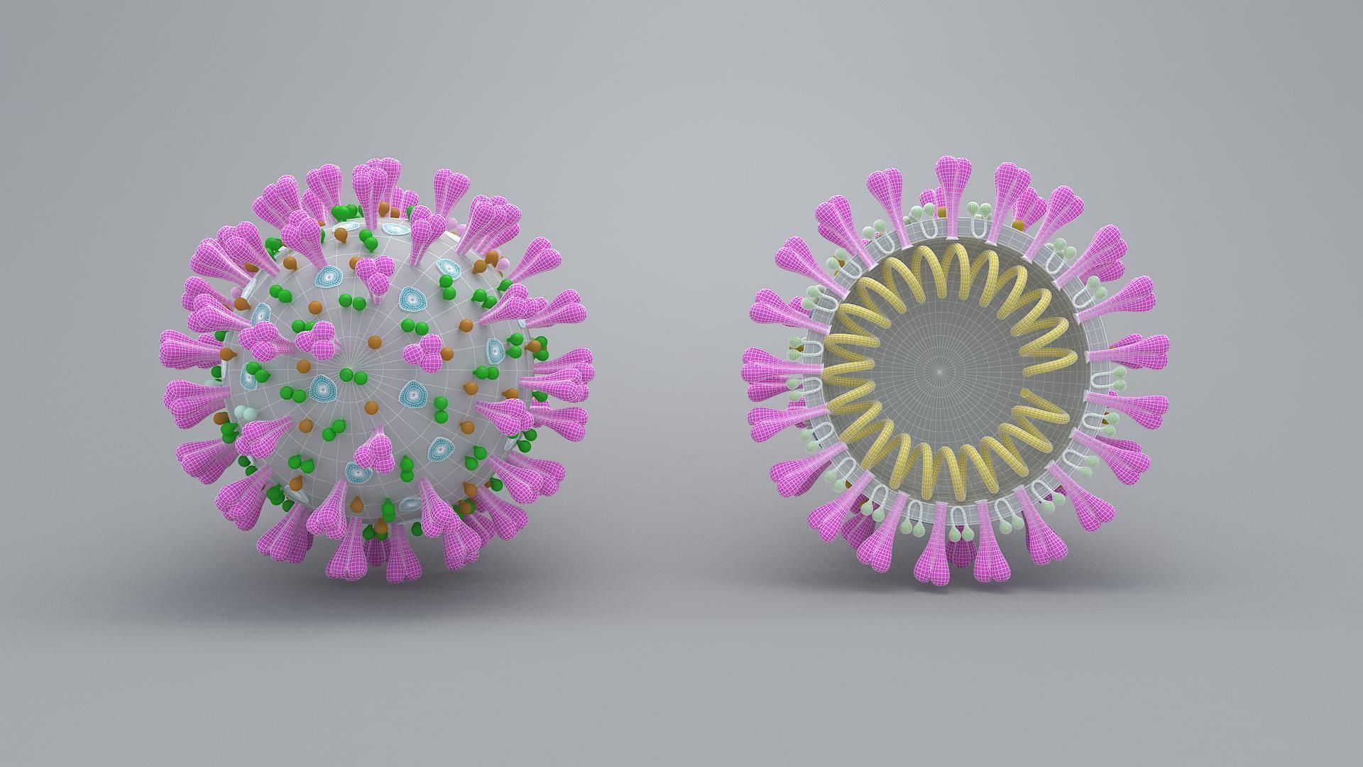 covid 19 virus 3D model_6