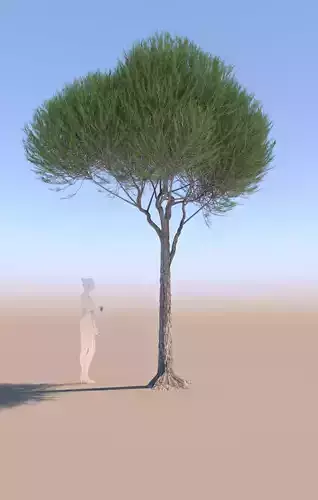 Pinus pinea stone pine young B 3D model