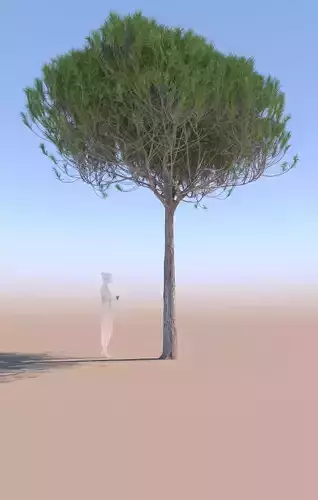 Pinus pinea stone pine young A 3D model