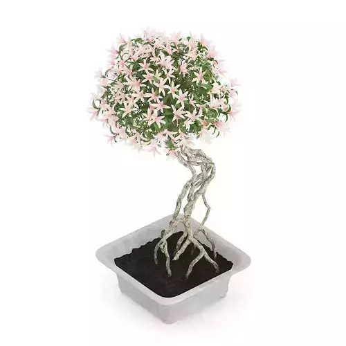 Flowering Tree in Concrete Pot