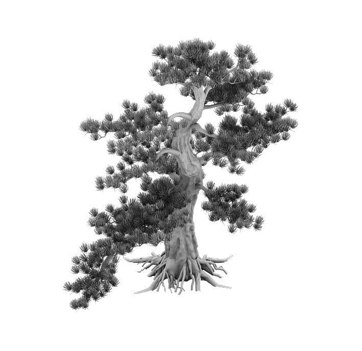 Big Tree - White Chishan - Pine 02 3D model_7