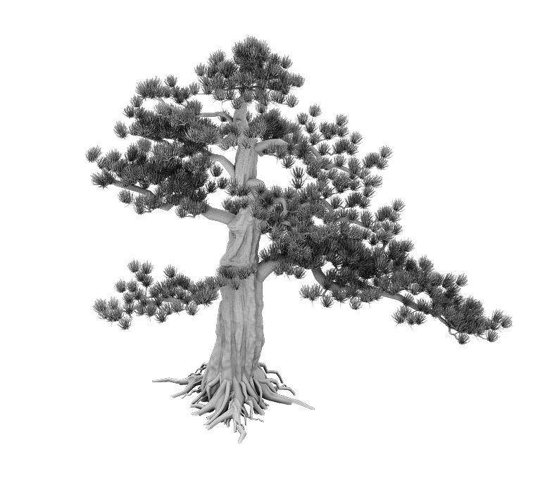 Big Tree - White Chishan - Pine 02 3D model_5