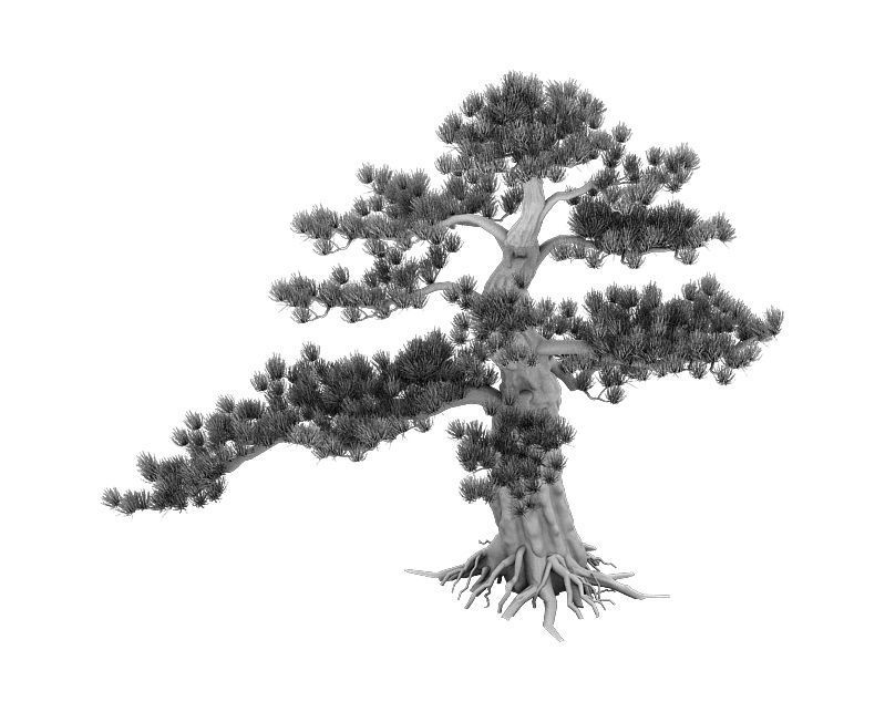 Big Tree - White Chishan - Pine 02 3D model_6
