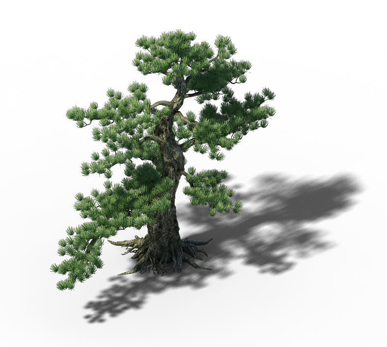 Big Tree - White Chishan - Pine 02 3D model_4