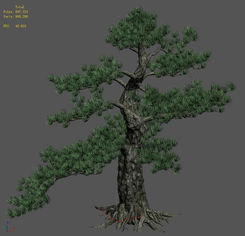 Big Tree - White Chishan - Pine 02 3D model_1