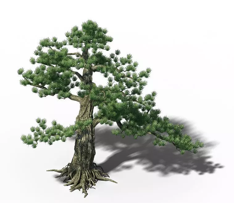 Big Tree - White Chishan - Pine 02 3D model_0
