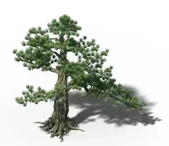 Big Tree - White Chishan - Pine 02
