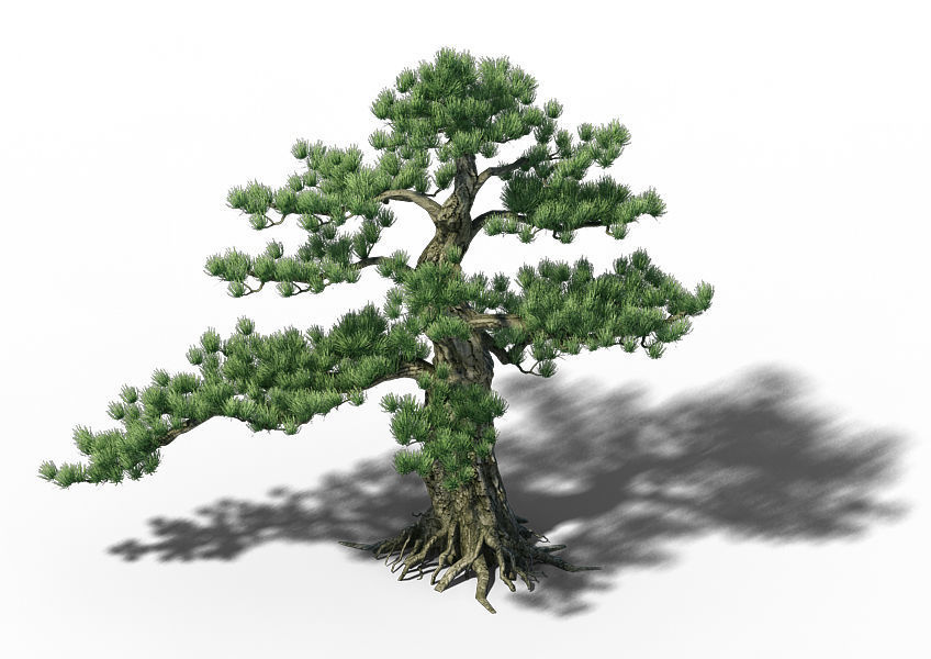 Big Tree - White Chishan - Pine 02 3D model_3