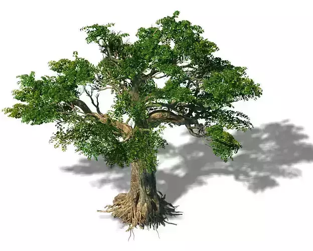 Trees - Huanglongshan trees 3D model